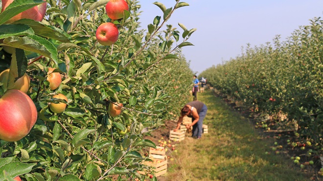 picking_fruit_in_apple_orchard